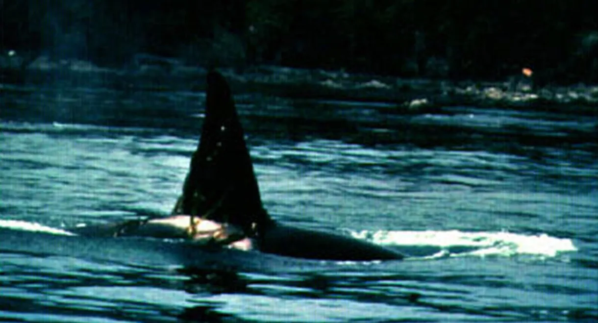 Island of Whales