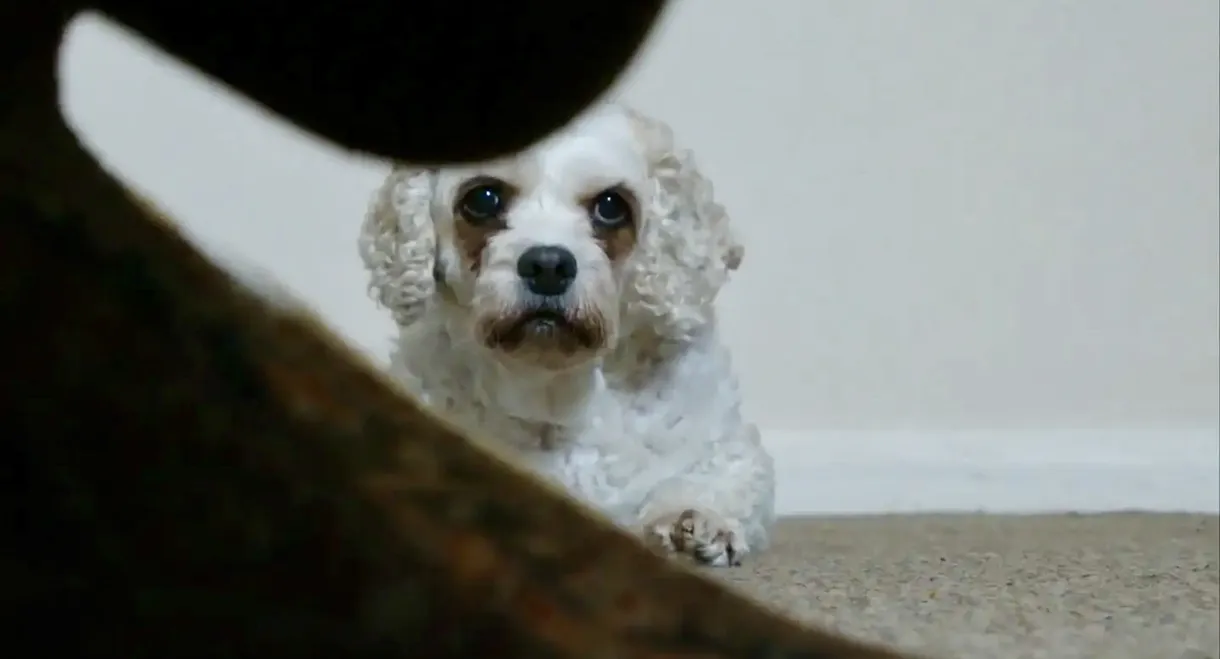 Dog Noise