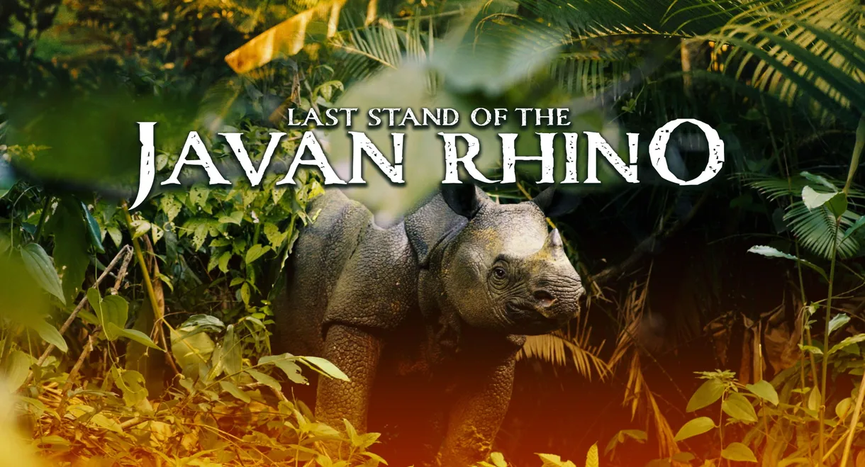 Last Stand Of The Javan Rhino