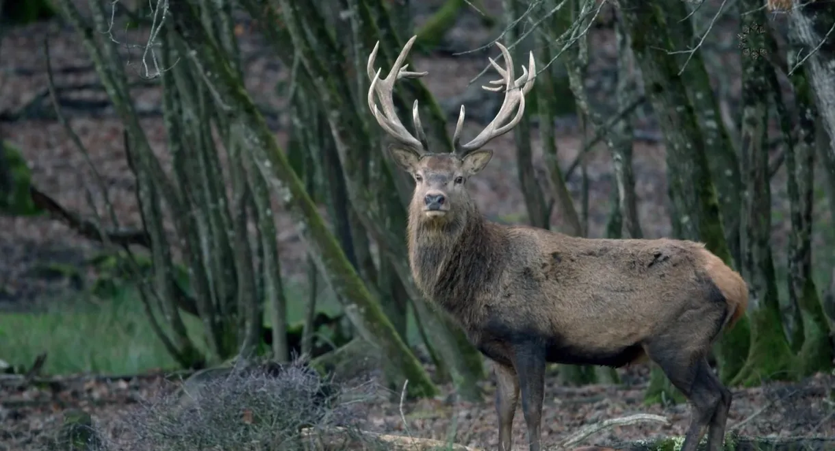 Sa majesté le cerf