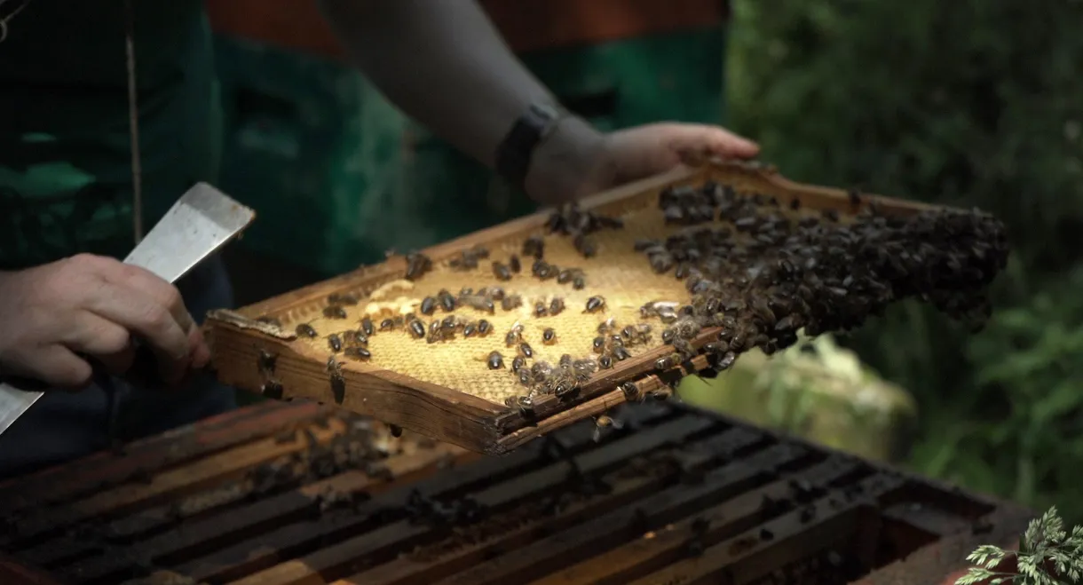 Bee-Kept