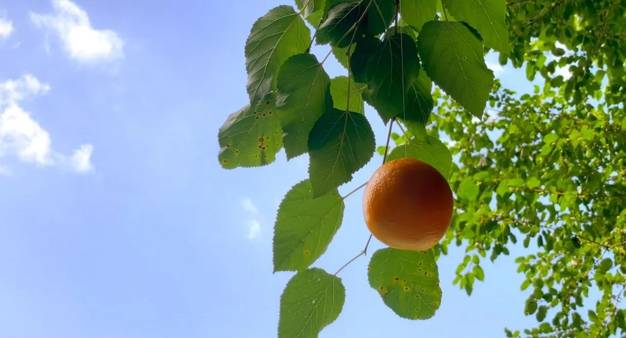 Tangerine