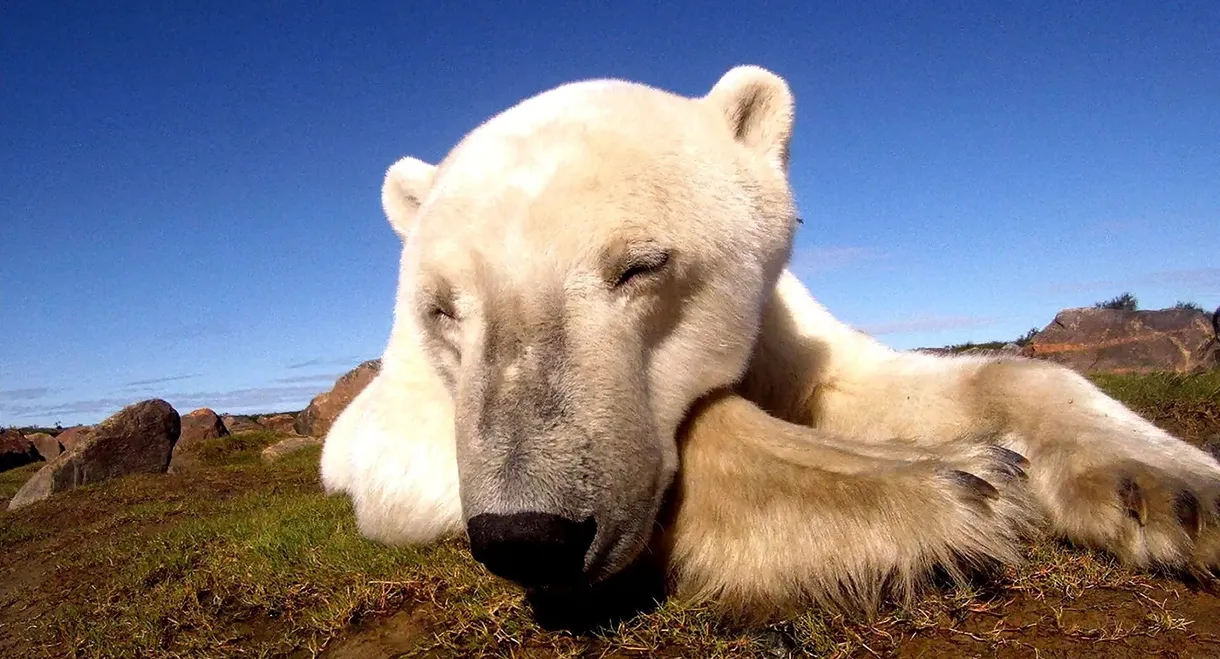 Polar Bears: Ice Bear