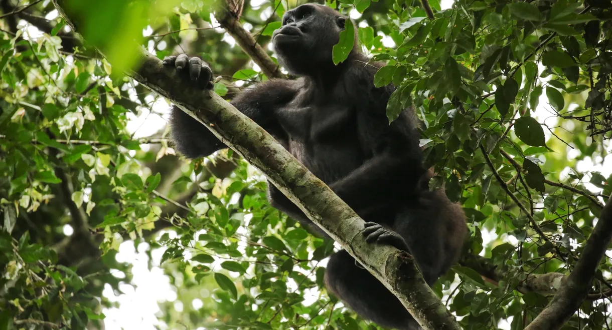 Gorillas of Gabon