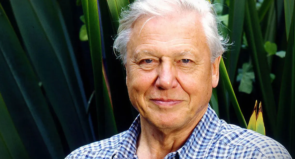 Gorillas Revisited with Sir David Attenborough