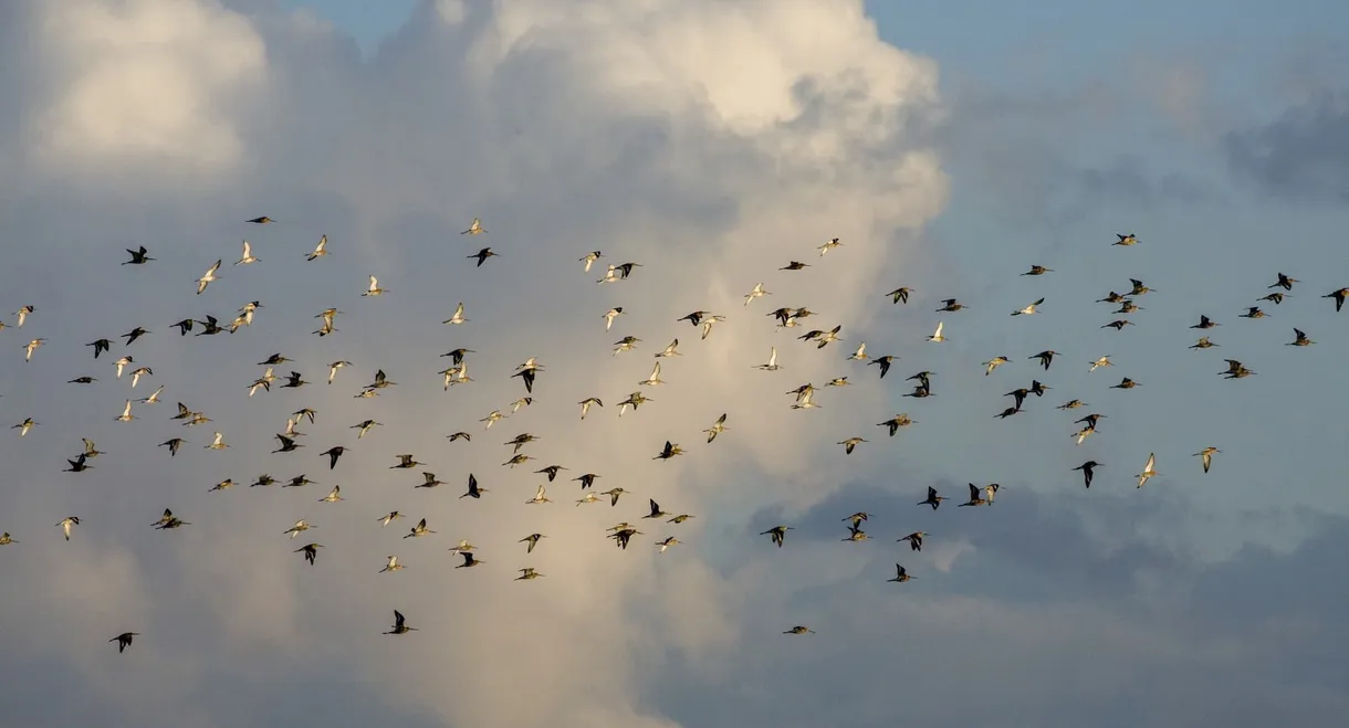 Grutto! De reis van onze nationale vogel