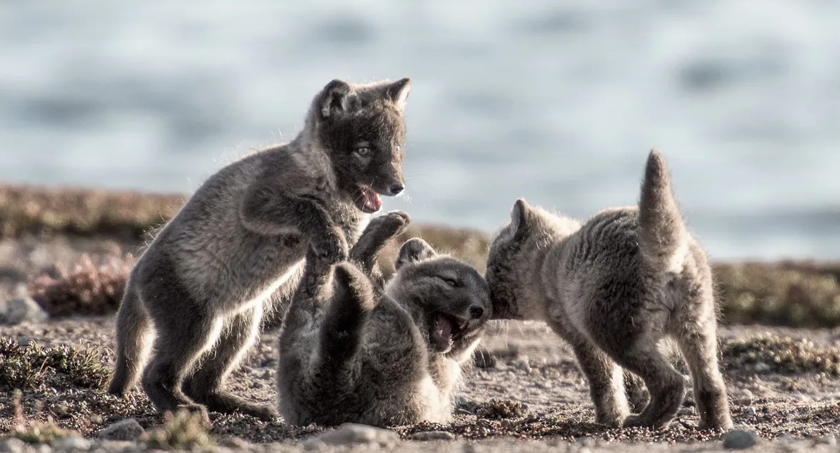 Canada: Surviving the Wild North