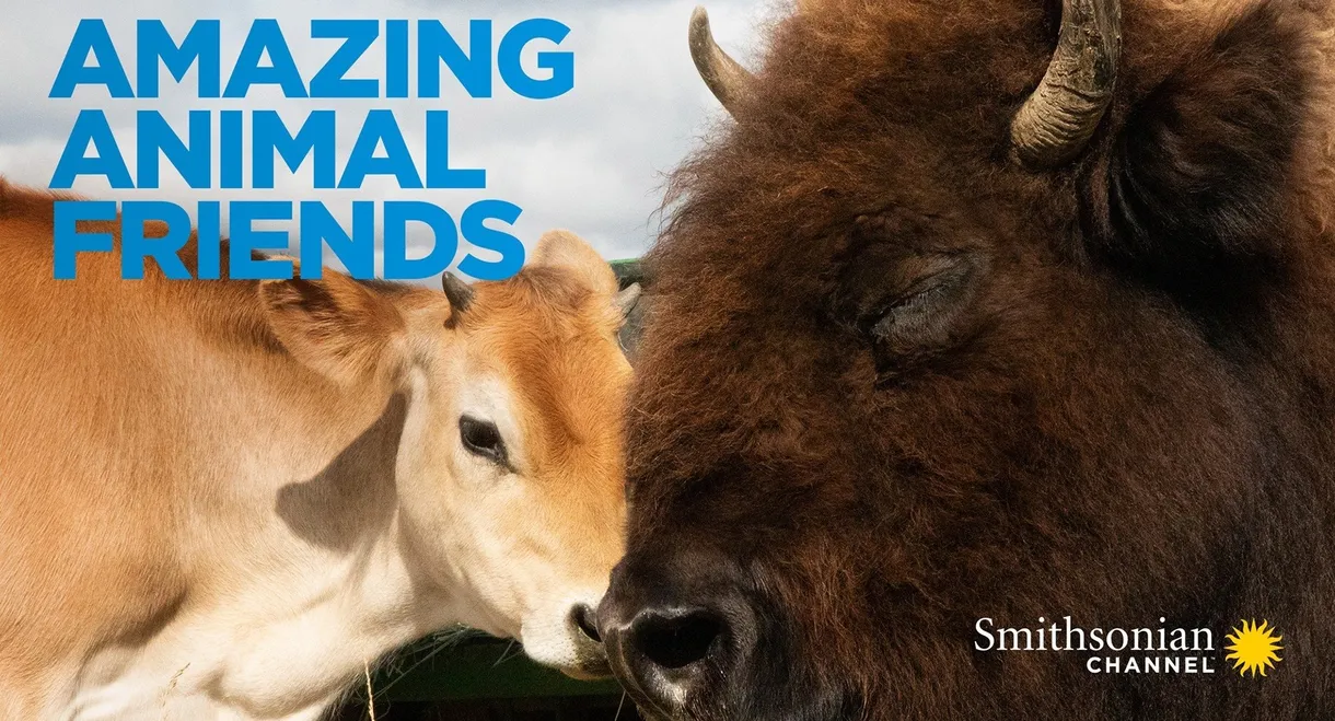 Amazing Animal Friends