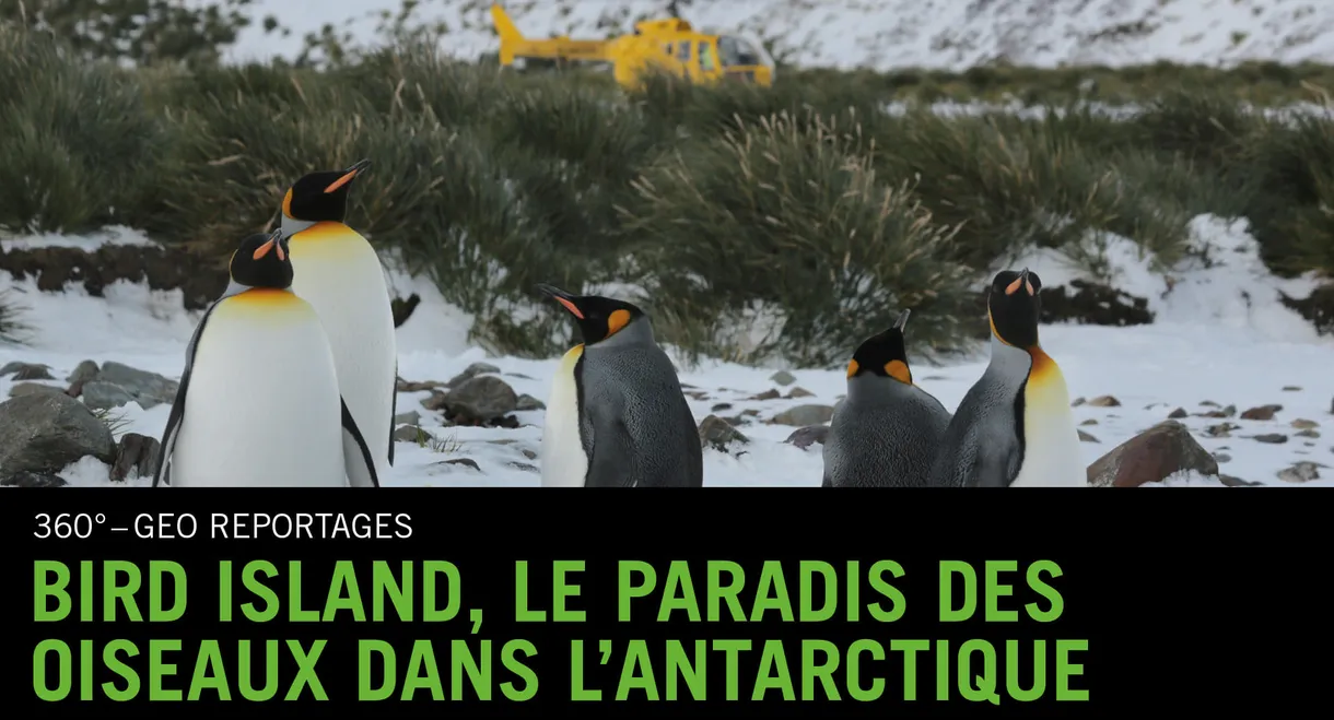 Bird Island - Allein unter Pinguinen