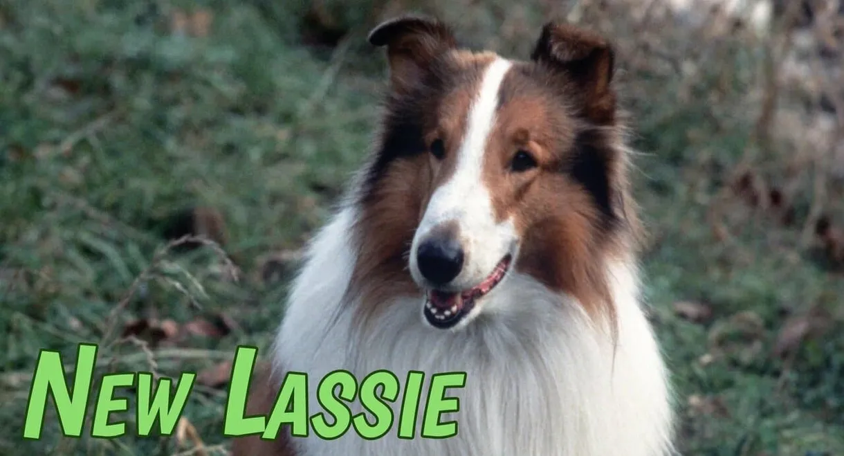 The New Lassie