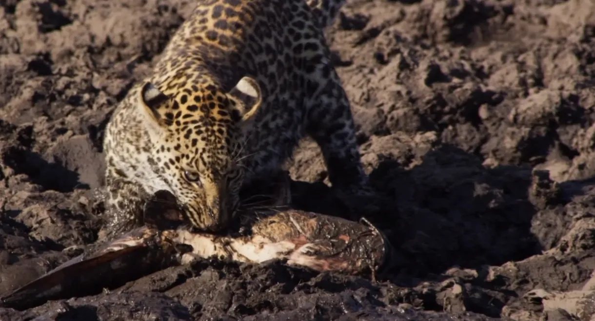 Africa's Fishing Leopards
