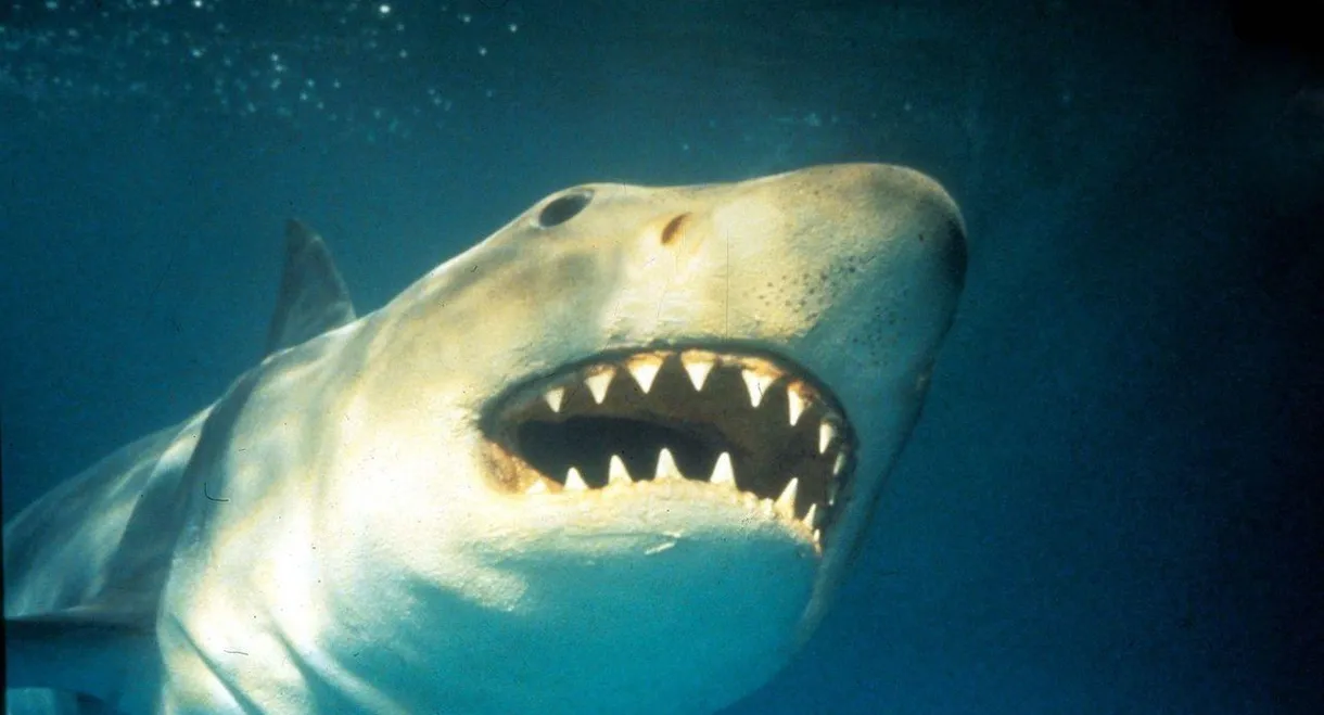 Shark Terror: The Real Jaws