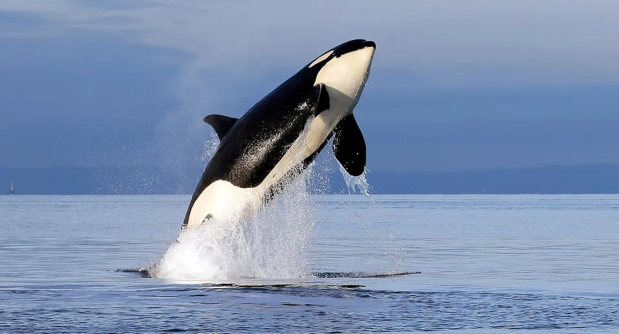 Orcas - Herrscher der Meere