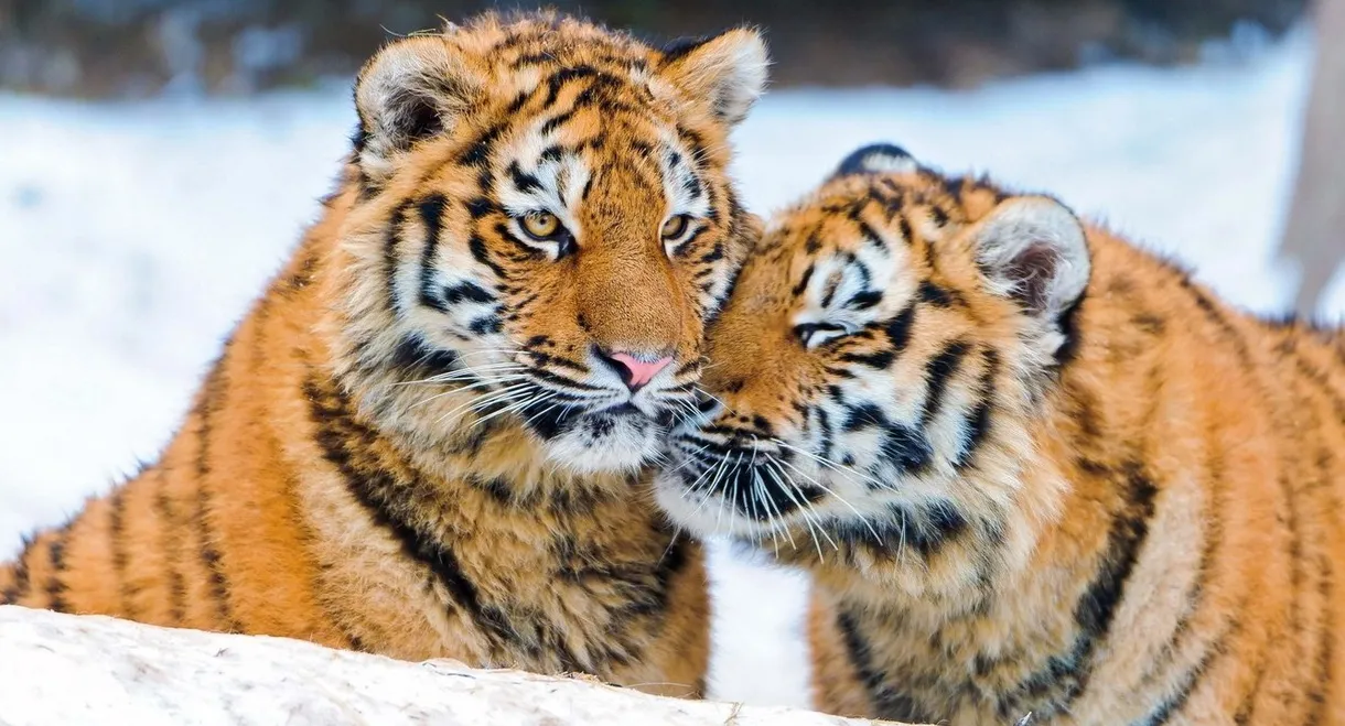 Tigers of the Snow