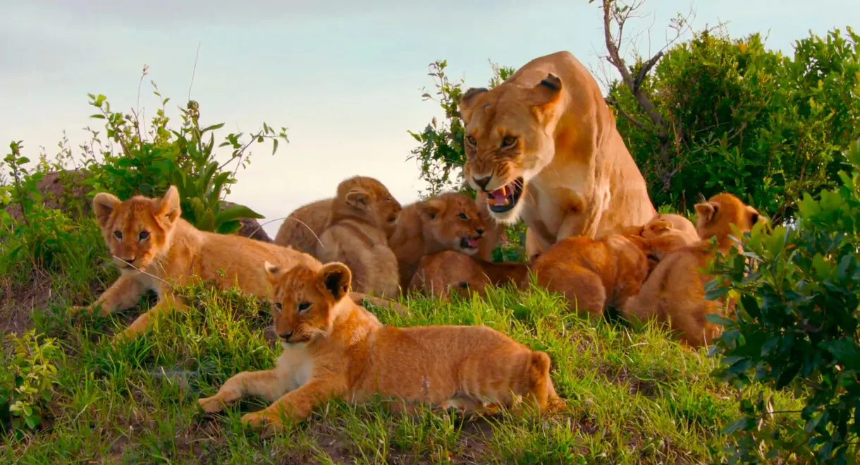 Brotherhood of Lions