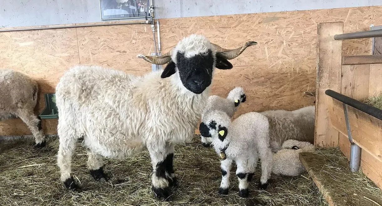 Das schönste Schaf im Wallis