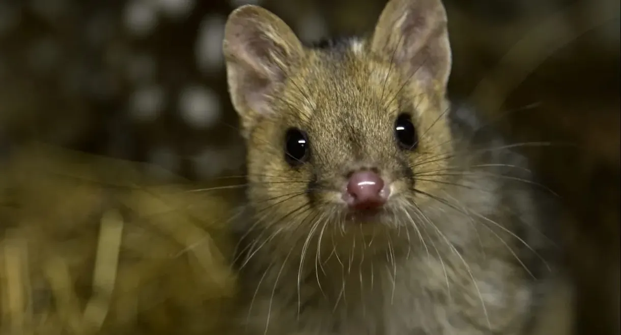 Quoll Farm