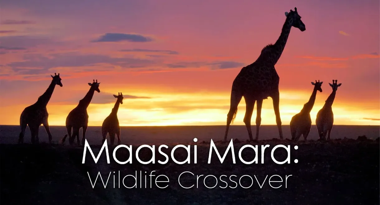 Masai Mara Wildlife Crossover