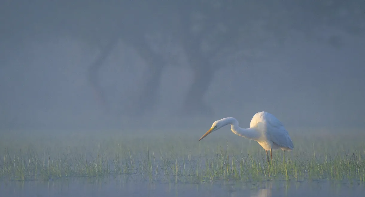 Wild Delta