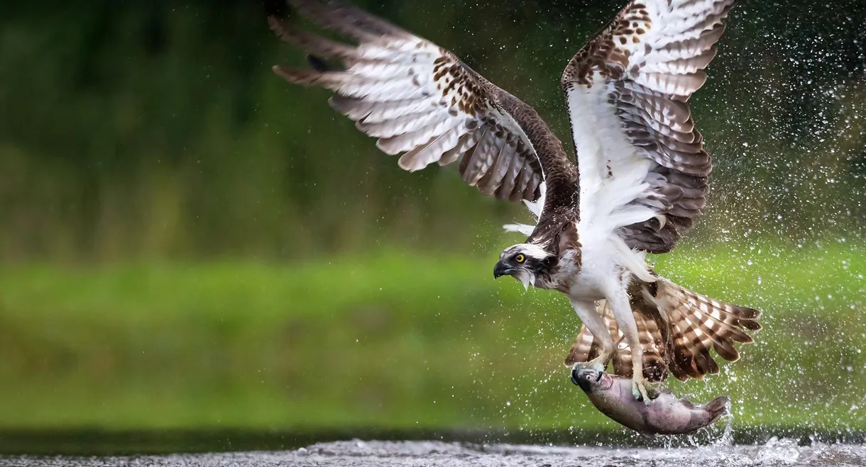 Osprey: Sea Raptor