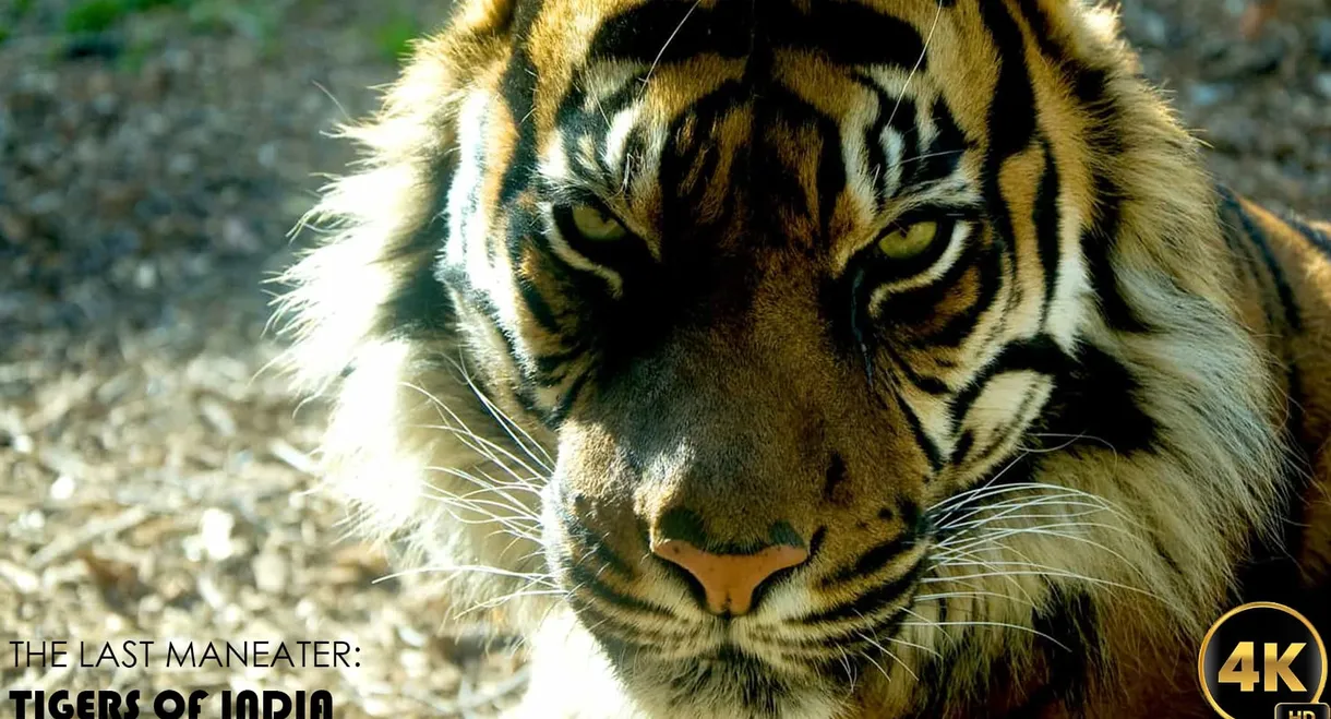 The Last Maneater: Killer Tigers of India