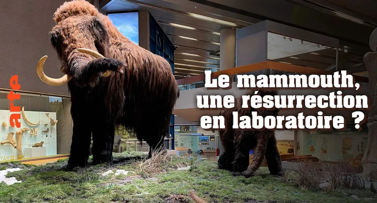 Le mammouth, une résurrection en laboratoire ?