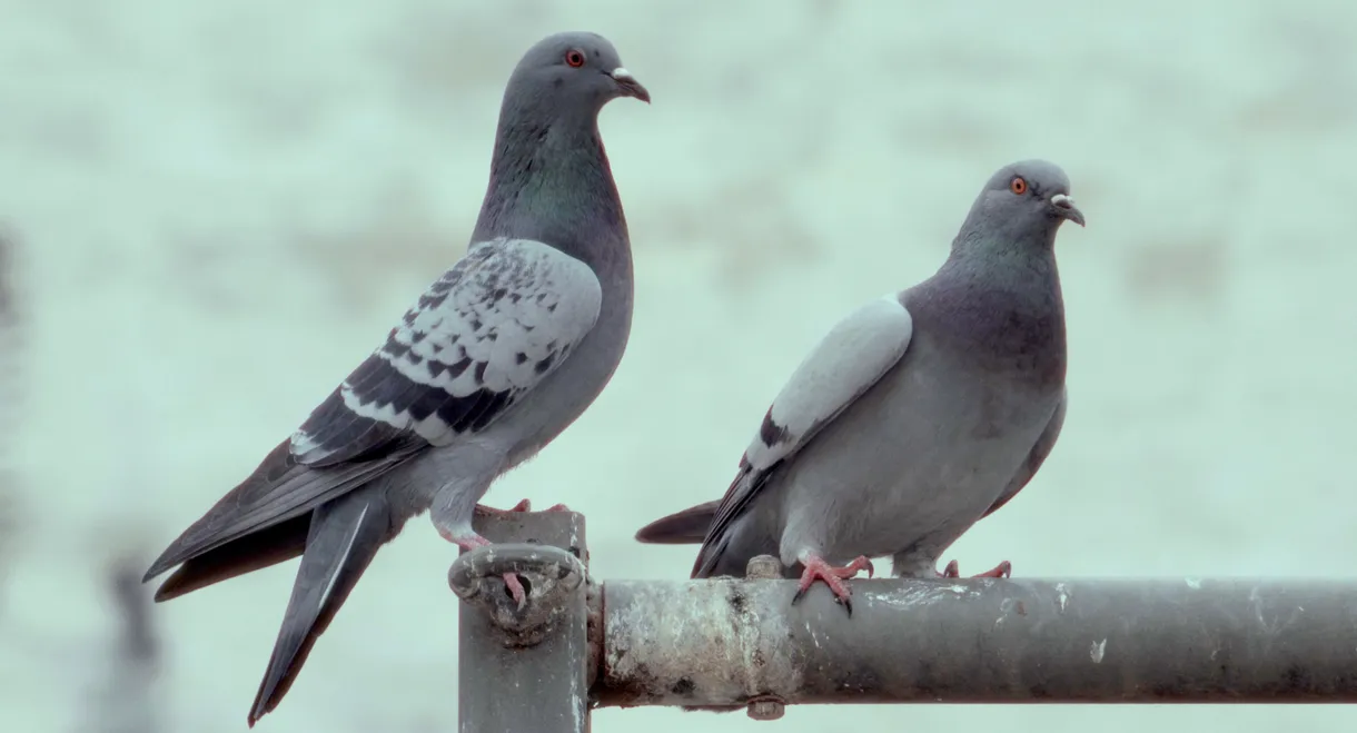 La danza de las palomas