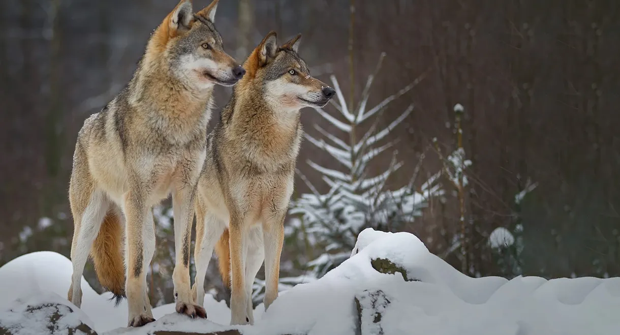 Wolves: A Legend Returns to Yellowstone