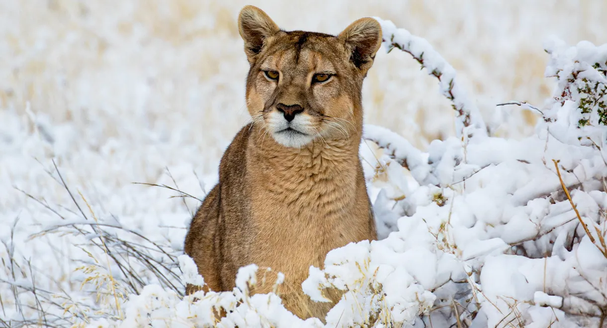 Pumas: Legends of the Ice Mountains