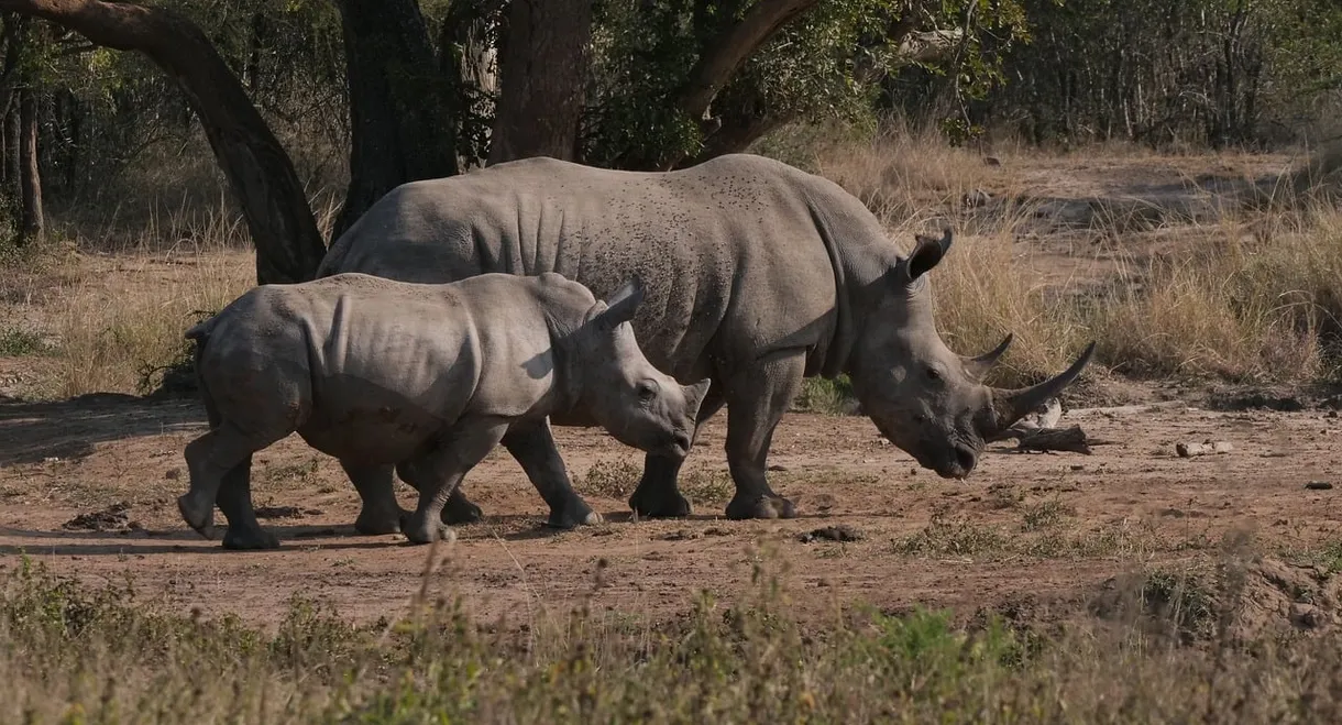 Le rhinocéros blanc