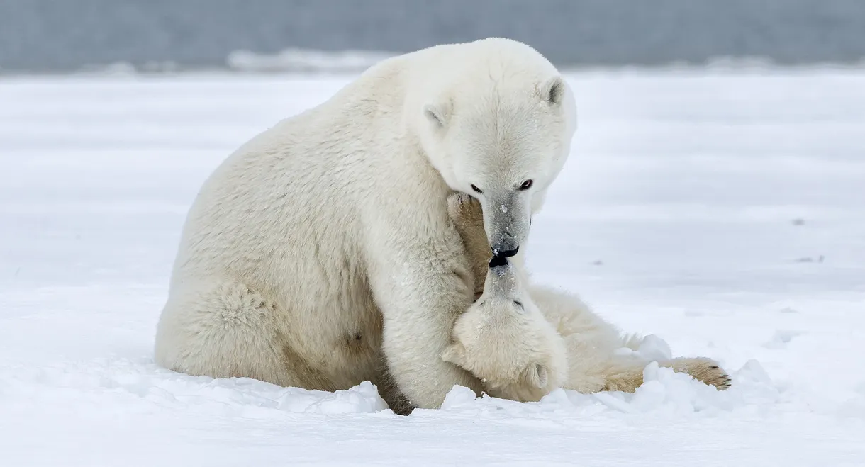 Polar Bear Week with Nigel Marven