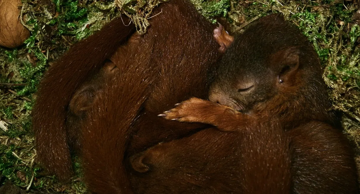 Onze Natuur, De Film