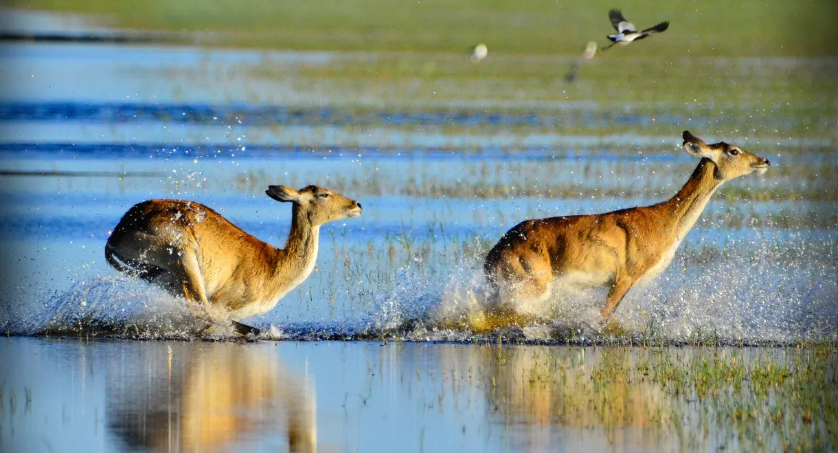 Wild Africa: Rivers of Life