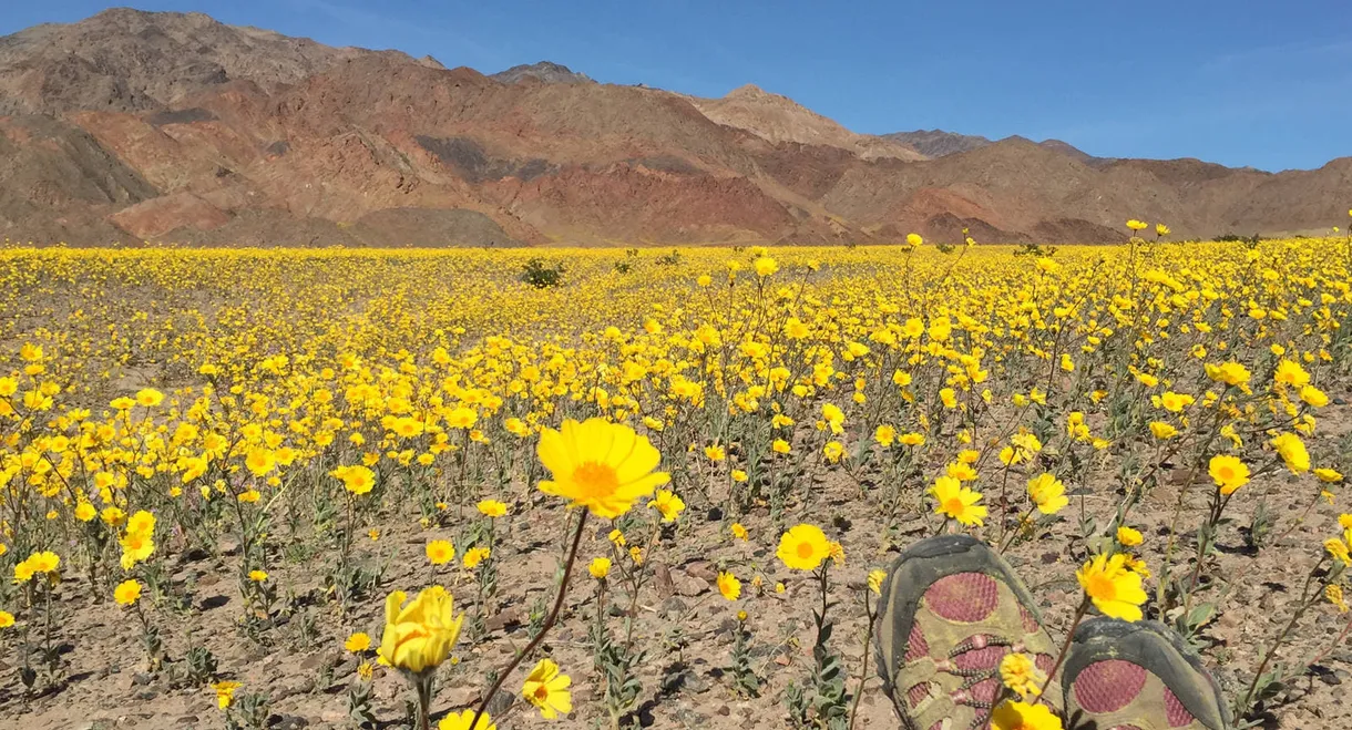 National Parks Exploration Series: Death Valley