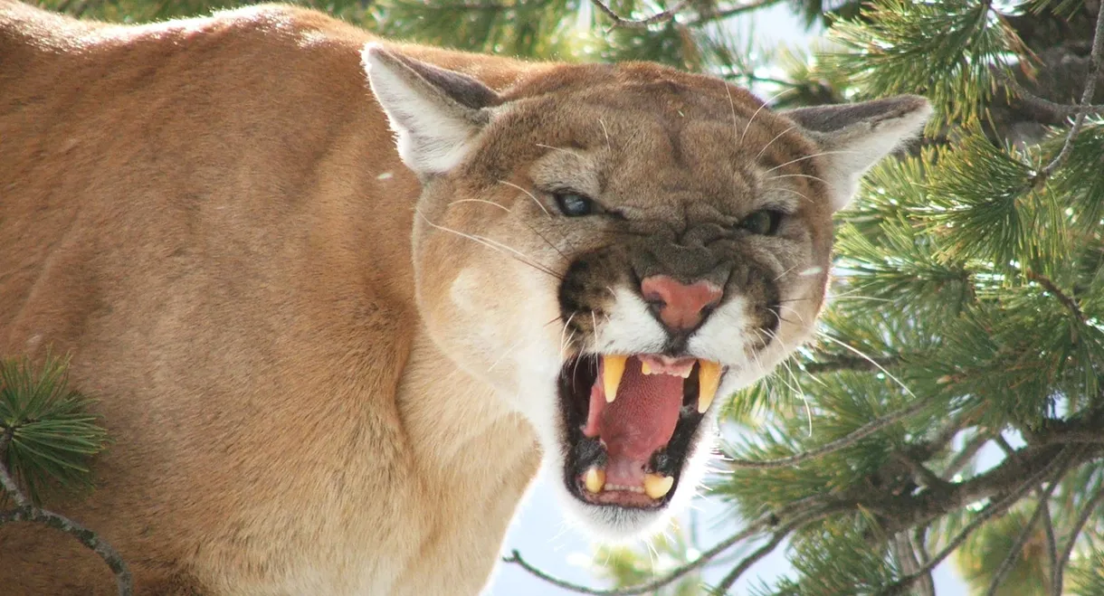 American Cougar