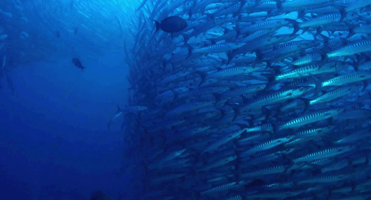 The Magic of the Big Blue. Seven Continents