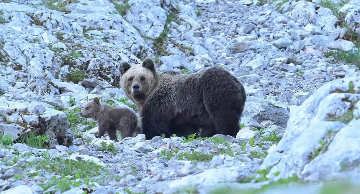 Trouble Bears