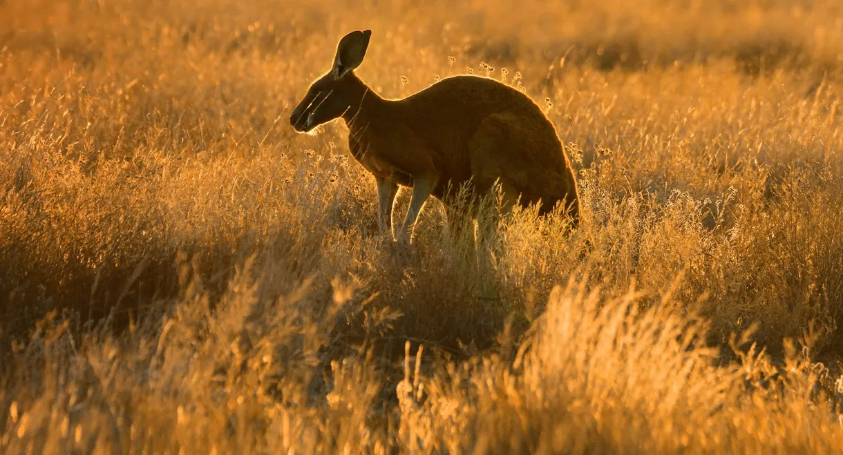 Wild Australia