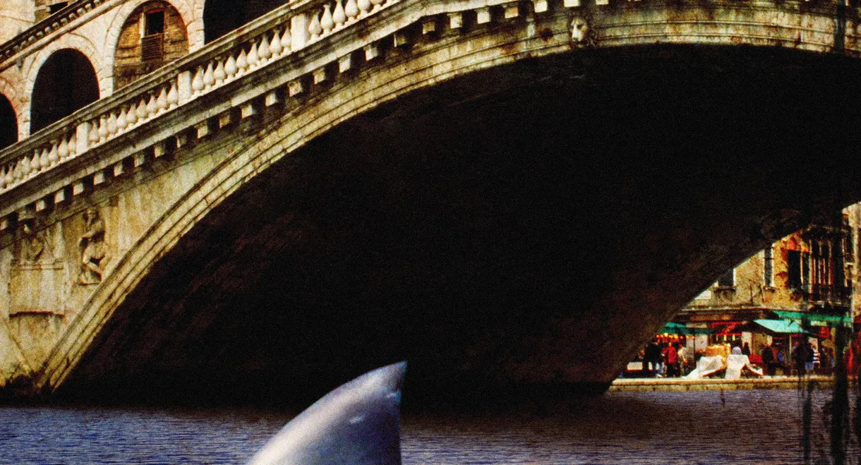 Sharks in Venice
