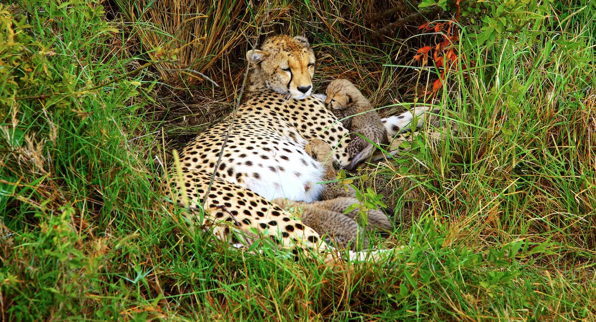 Cheetah Mom