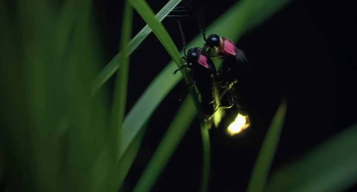 Japon, un nouveau monde sauvage