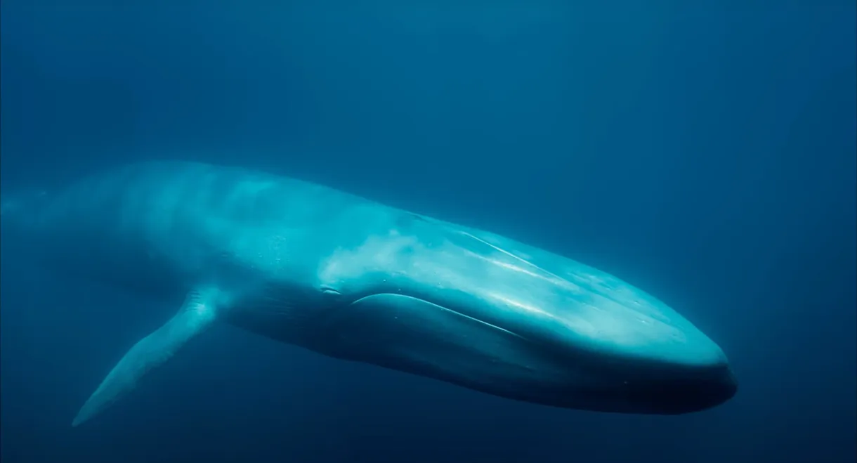 Blue Whales: Return of the Giants