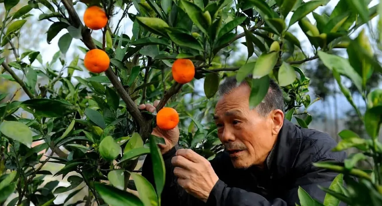 The Orange Tree And The Boy