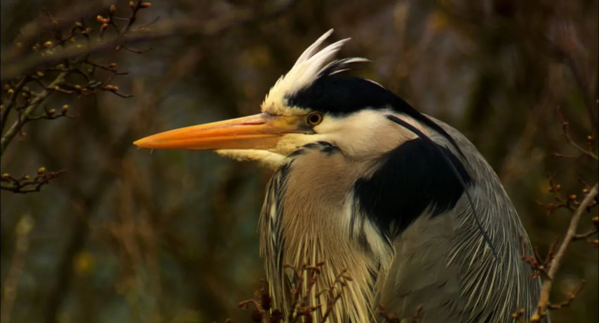 Iolo's Secret Life of Birds