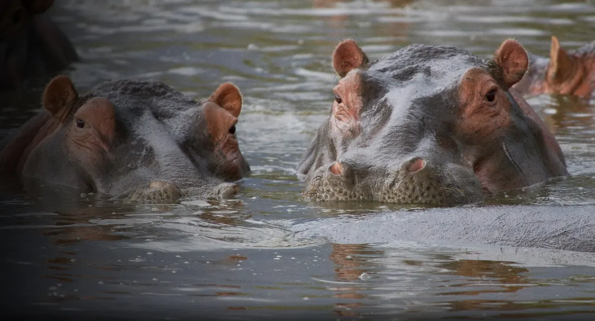 Hippo Supremacy