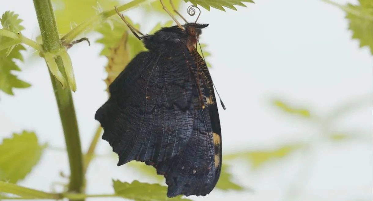 Metamorphosis