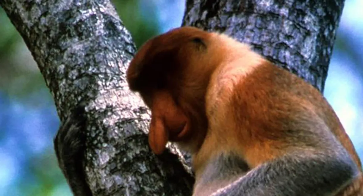 The Biggest Nose in Borneo