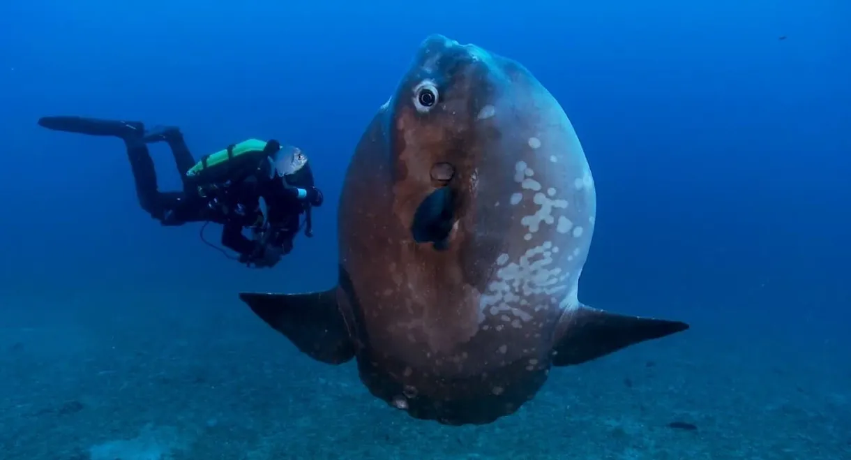 Nausicaa - Ocean Biodiversity On Stage