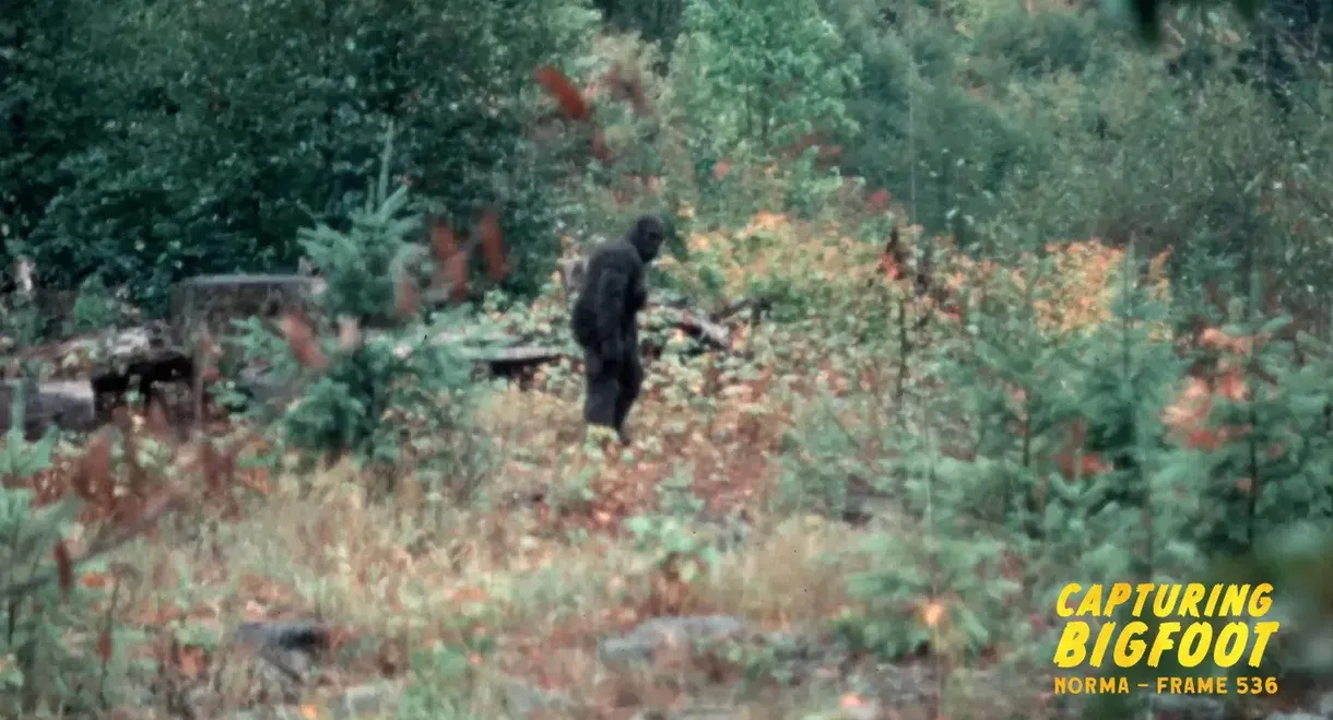Capturing Bigfoot