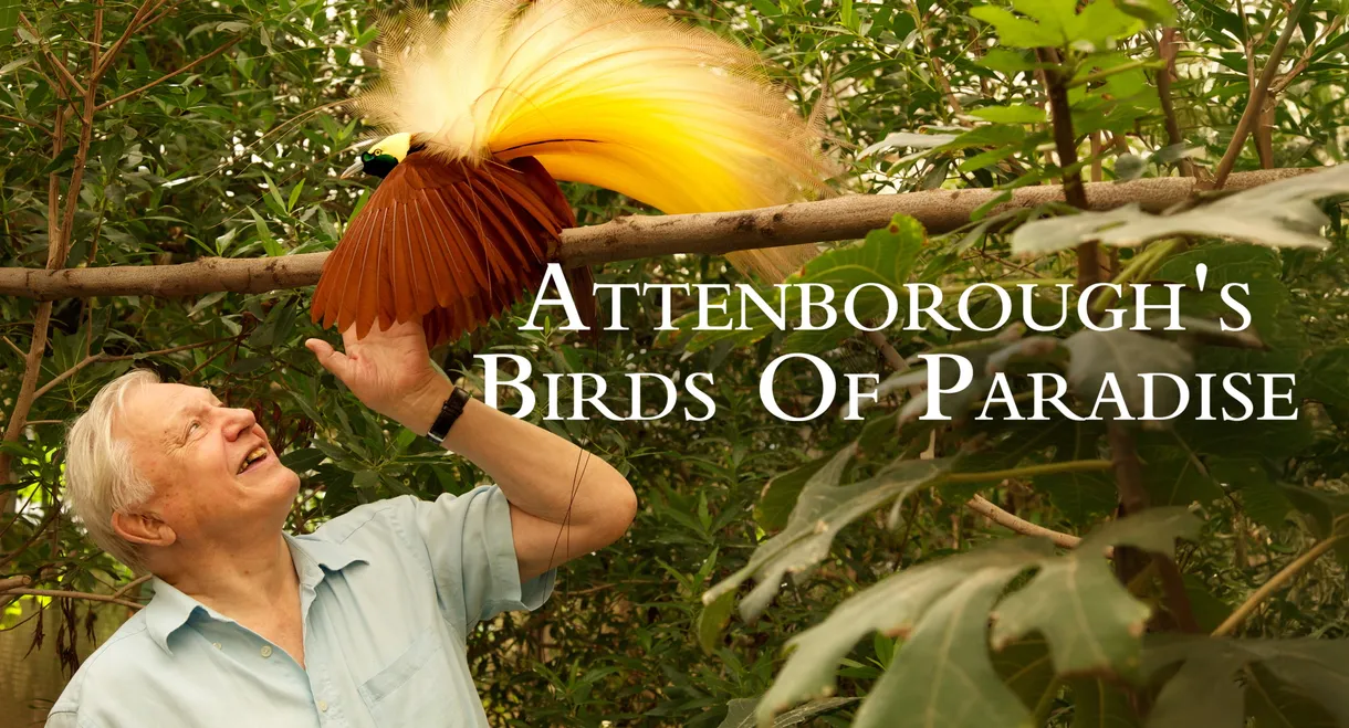 Birds of Paradise